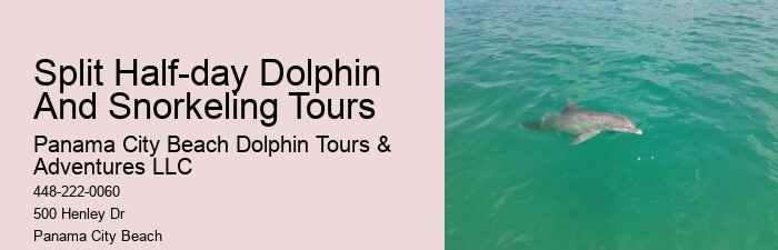 Custom Dolphin Spotting with Snorkeling