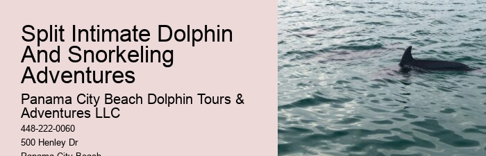 Dolphin Adventure