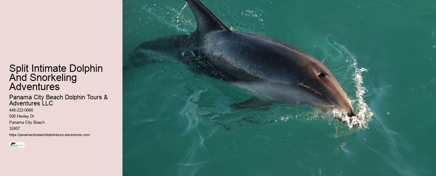 What Should You Wear When Swimming With Dolphins