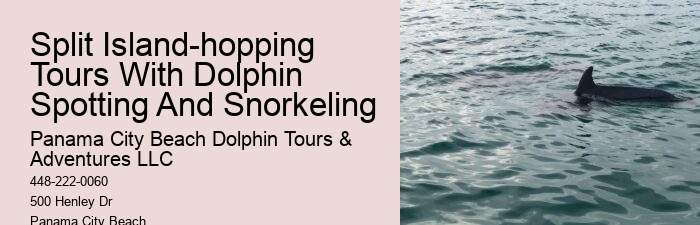 Best Places To See Wild Dolphins