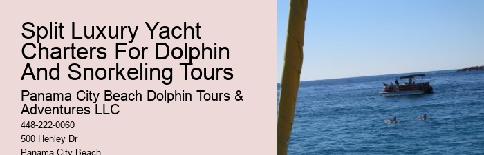 Luxury Dolphin Watching and Snorkeling Tours