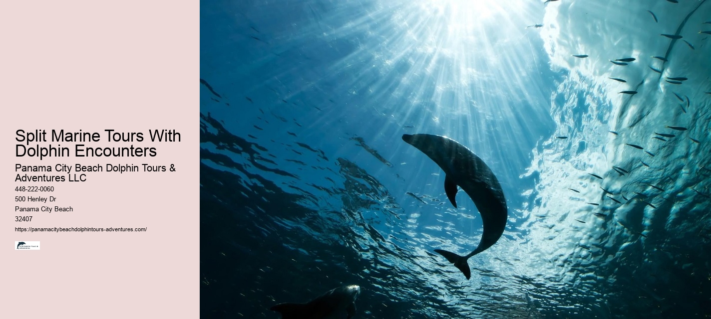 What Is The Difference Between Dolphin Swim And Dolphin Encounter