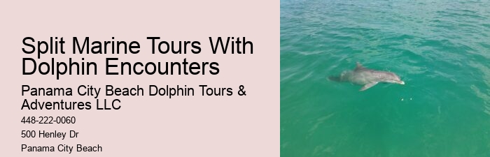 Dolphin Tours Destin