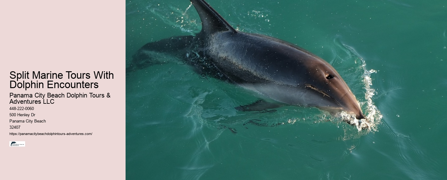 Yacht Dolphin Tours