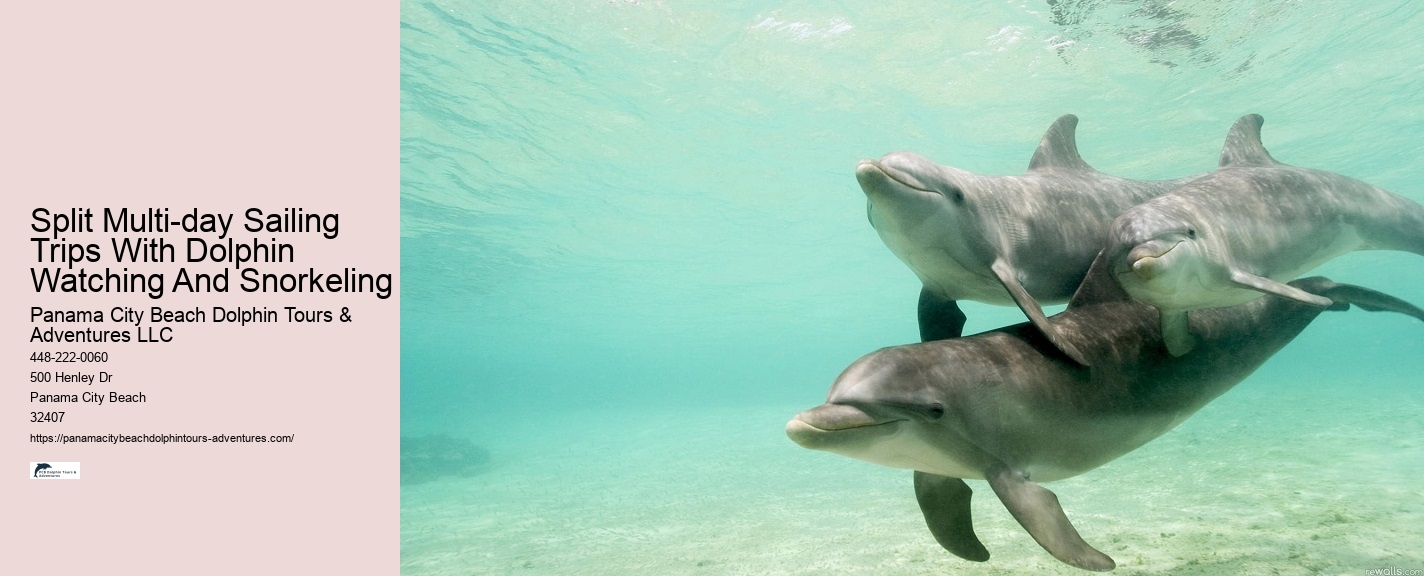 Snorkeling With Dolphins Near Me
