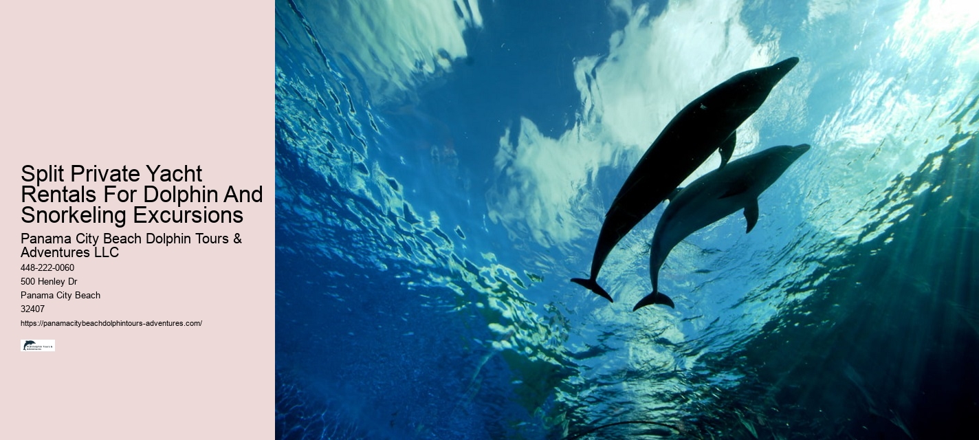 Is It Better To Swim With Dolphins In The Morning Or Afternoon