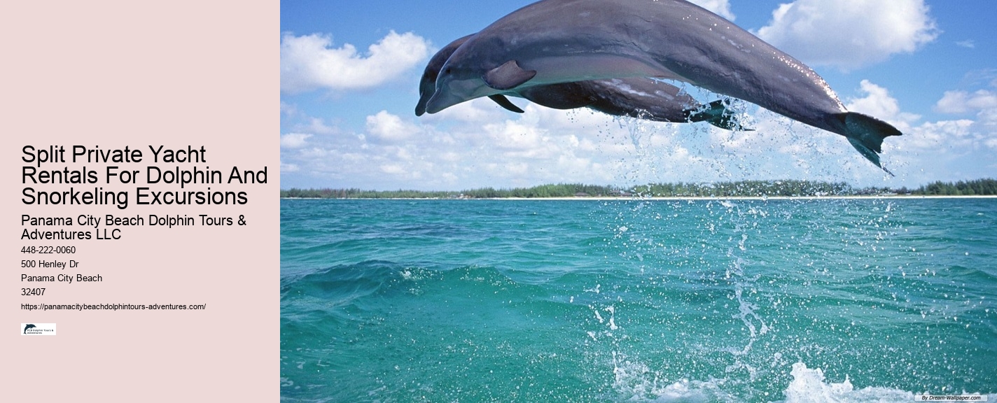 Panama City Beach Dolphin And Snorkel Tours