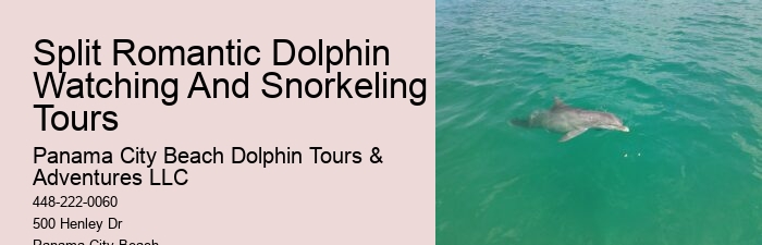 Do Dolphins Like Being Petted