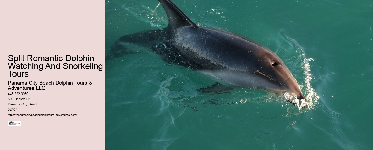 Private Dolphin Snorkeling Tours