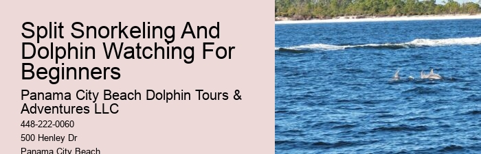 Split Expert-guided Dolphin And Snorkeling Tours