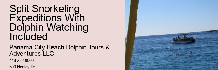 Do Dolphins Have A Dark Side