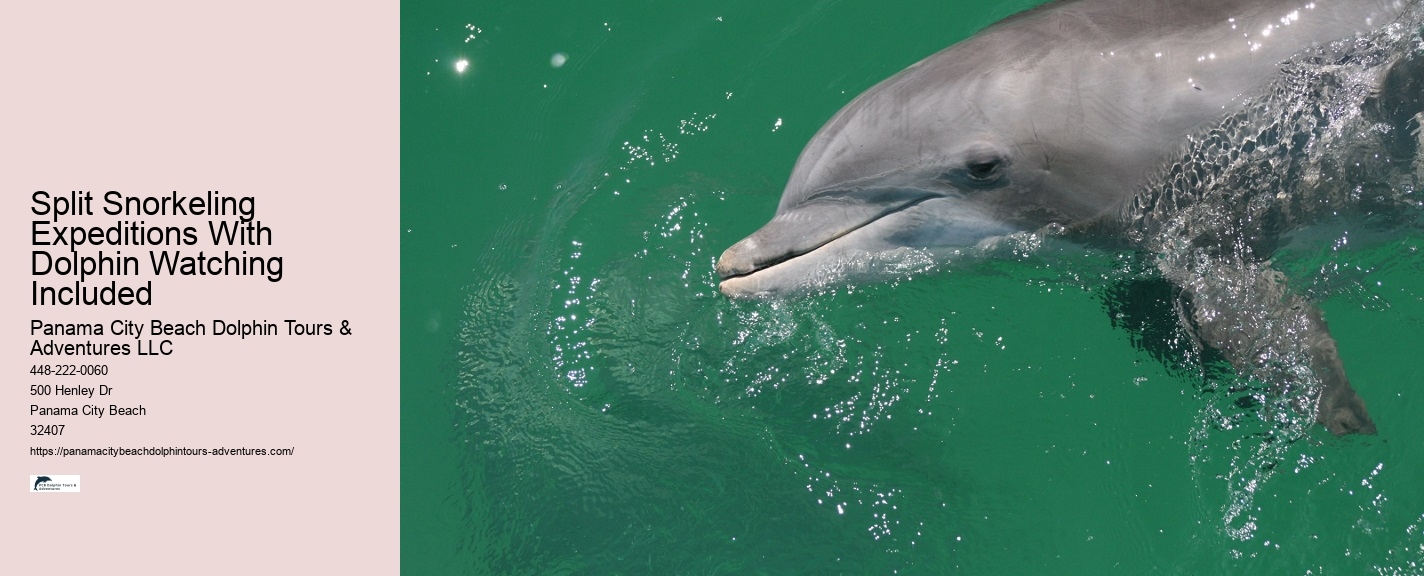 2 Hours Private Dolphin And Snorkeling Tours