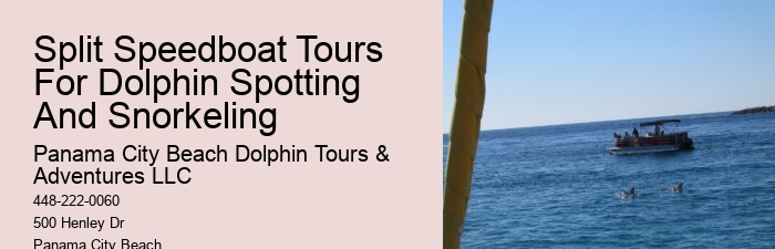 Custom Dolphin Spotting and Snorkeling
