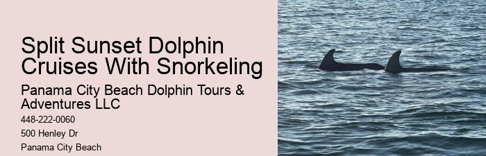 Panama City Beach dolphin exploration voyages