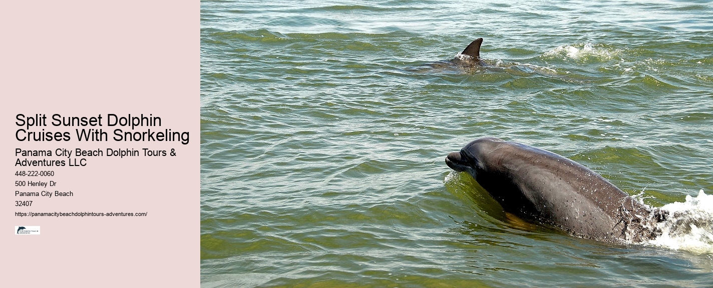 Charter Dolphin And Snorkeling Tours