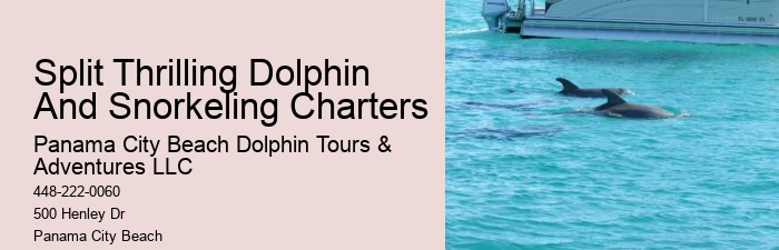 Which Beach Has The Most Dolphins