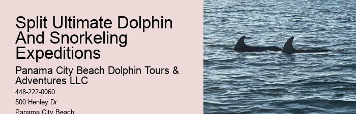 Can You Swim With Dolphins In Miami