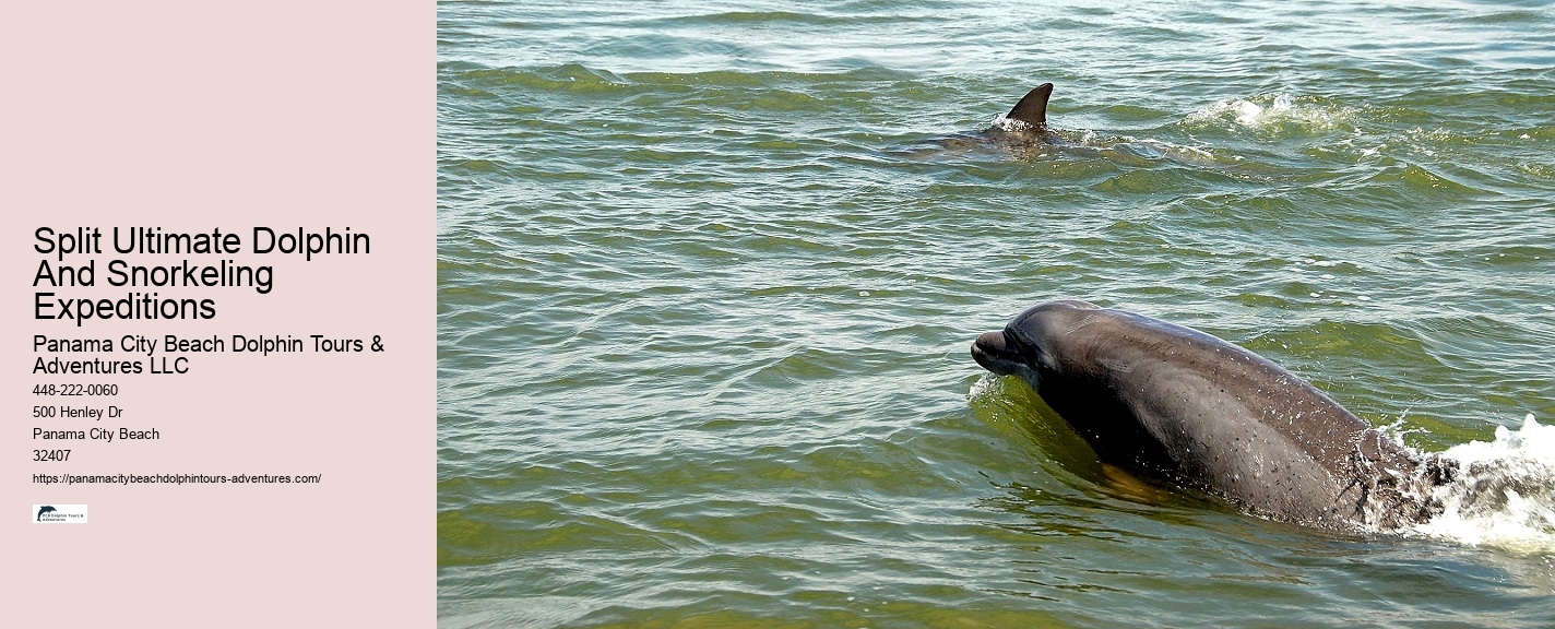 Can You Swim With Dolphins In Panama