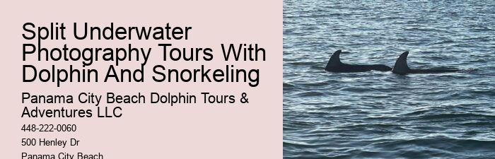 Panama City Beach Dolphin Tours Prices