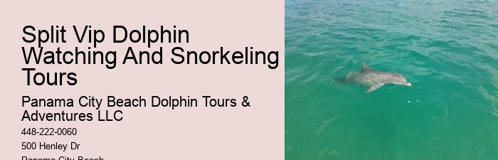 Dolphin And Snorkeling Tours In Panama City Beach