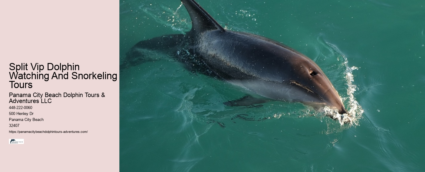 Guided Dolphin Spotting and Snorkeling Tours