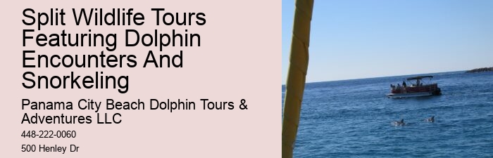 Dolphin spotting tours in Panama City Beach