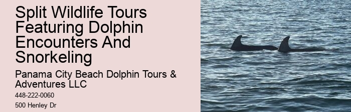 Beach Dolphin Tours
