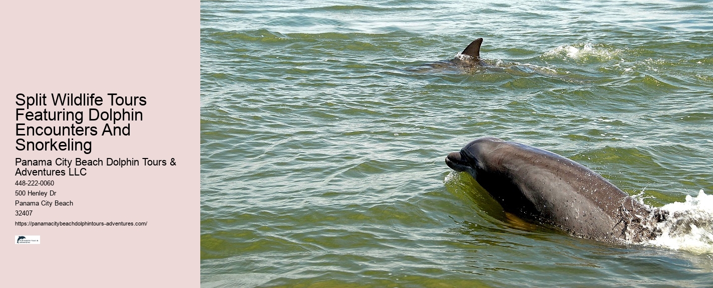 Split Guided Boat Tours For Snorkeling And Dolphin Watching