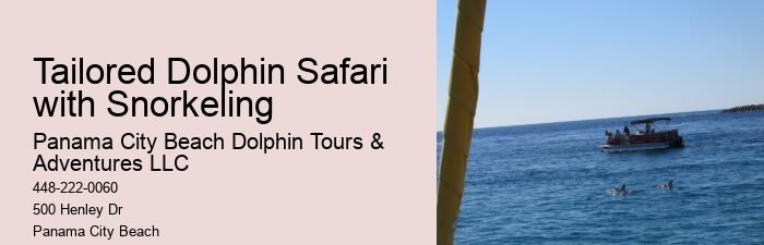 How Do You Interact With Dolphins