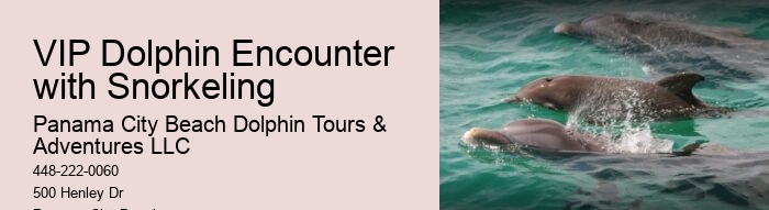Elite Dolphin Interaction and Snorkeling Tours