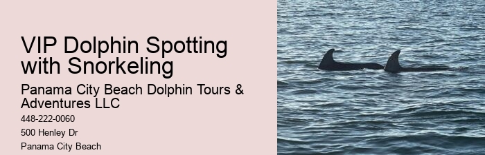 Panama City Beach Snorkeling Dolphins